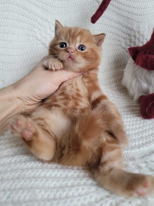 Плюшик та симпатяга! Милий хлопчик-кошеня в насичено-червоному мармурі