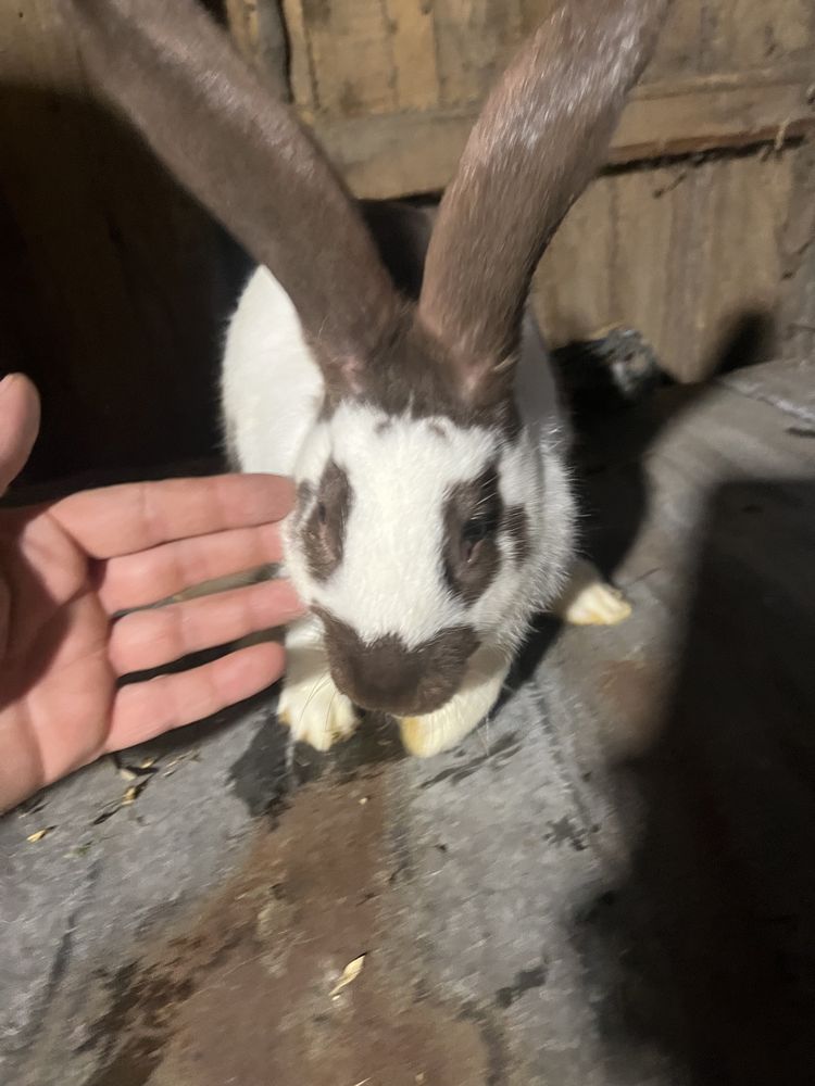 Німецький строкач