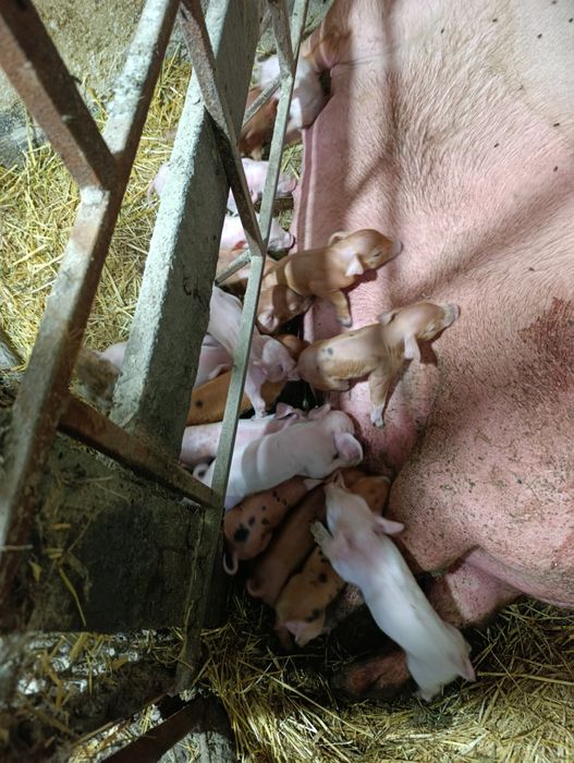 Продам поросят Била велика + Дюрок