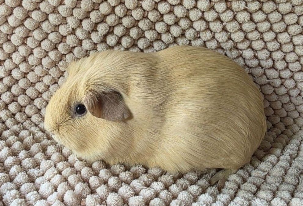 Дівчинка Кремовий Англійський селф морская свинка