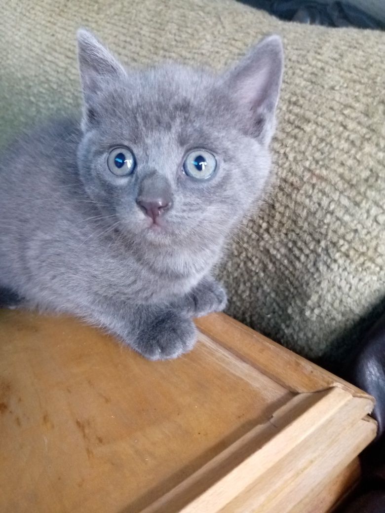 Віддам котики у добрі руки...