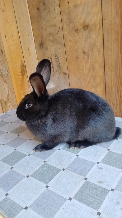 Samica mieszaniec zakocona