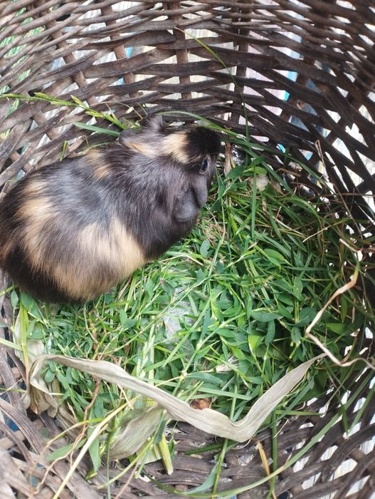 Морская свинка 1 месяц