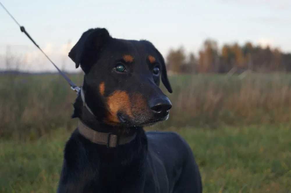 Rambo - doberman po przejściach szuka doświadczonego opiekuna