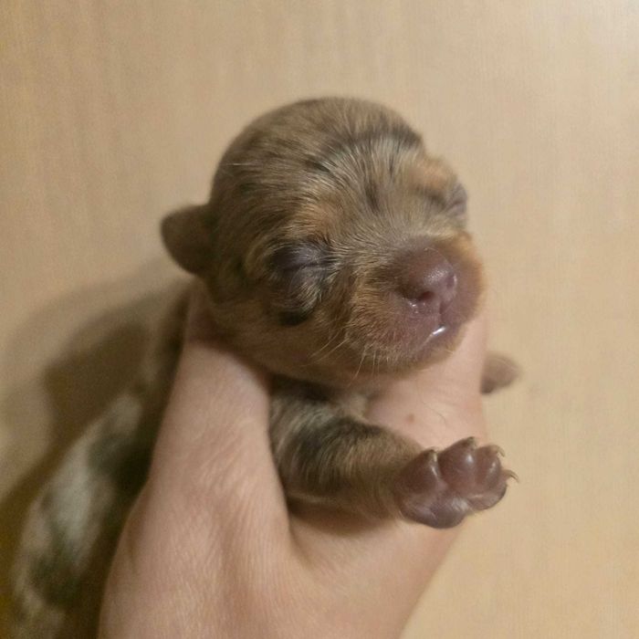 Chihuahua suczka choco merle tan