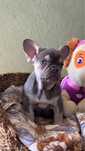 Menina BulldogFrances