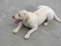 Labrador  (8m-cy)