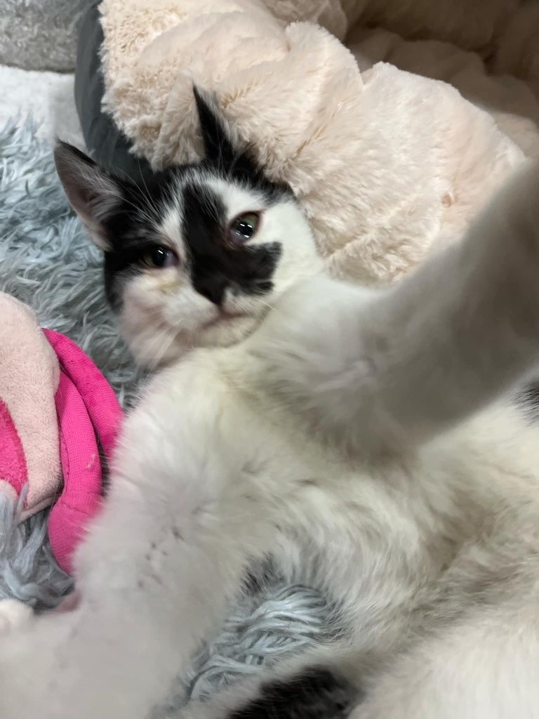 Kotek do adopcji