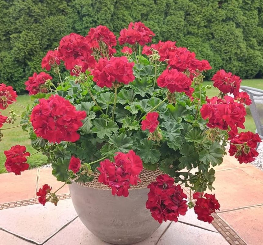 Sadzonki Pelargoni do doniczek na balkony kwitnie do jesieni sadzonki