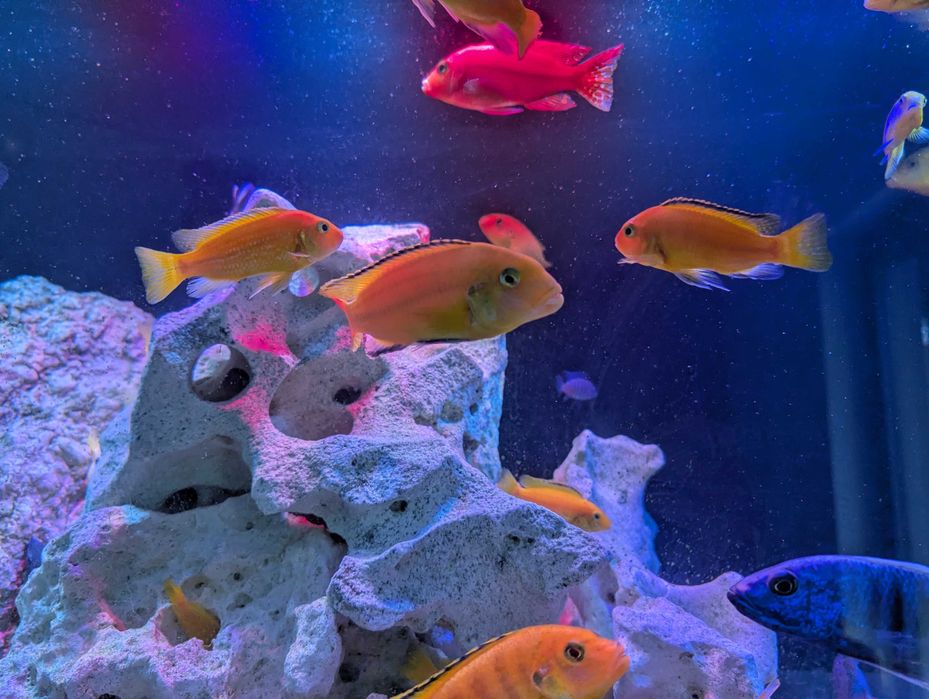 Pyszczak Yellow - Żółty