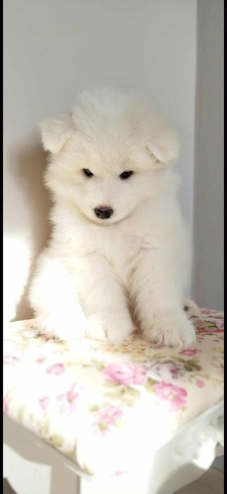 Samoyed szczenię