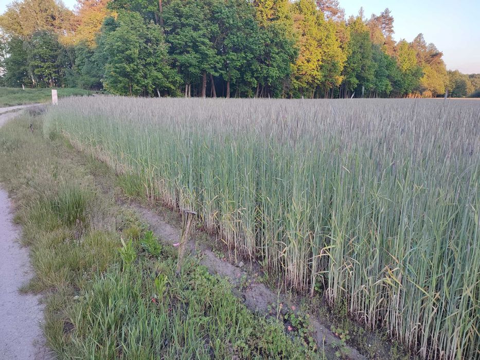 Sprzedam Żyto Kalcyt Czyszczony sezon 2025 ! ! !