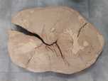 Plaster drewna z pęknięciem_buk_99x70_blat_stolik_żywica