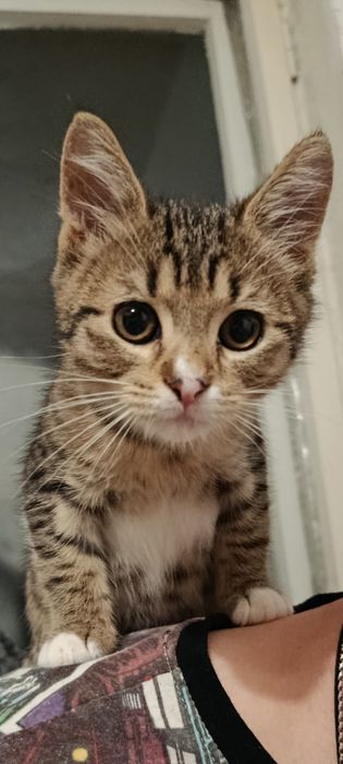 Кошеня в добрі руки