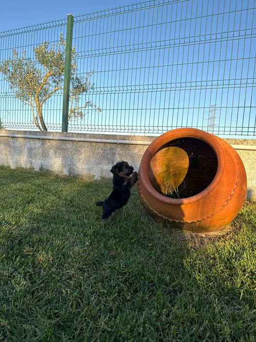 Yorkshire Terrier machinho
