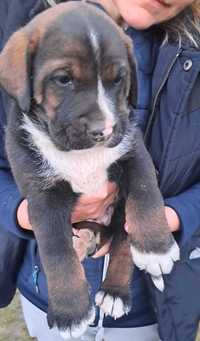 Szczeniaki w typie labrador/bernenczyk