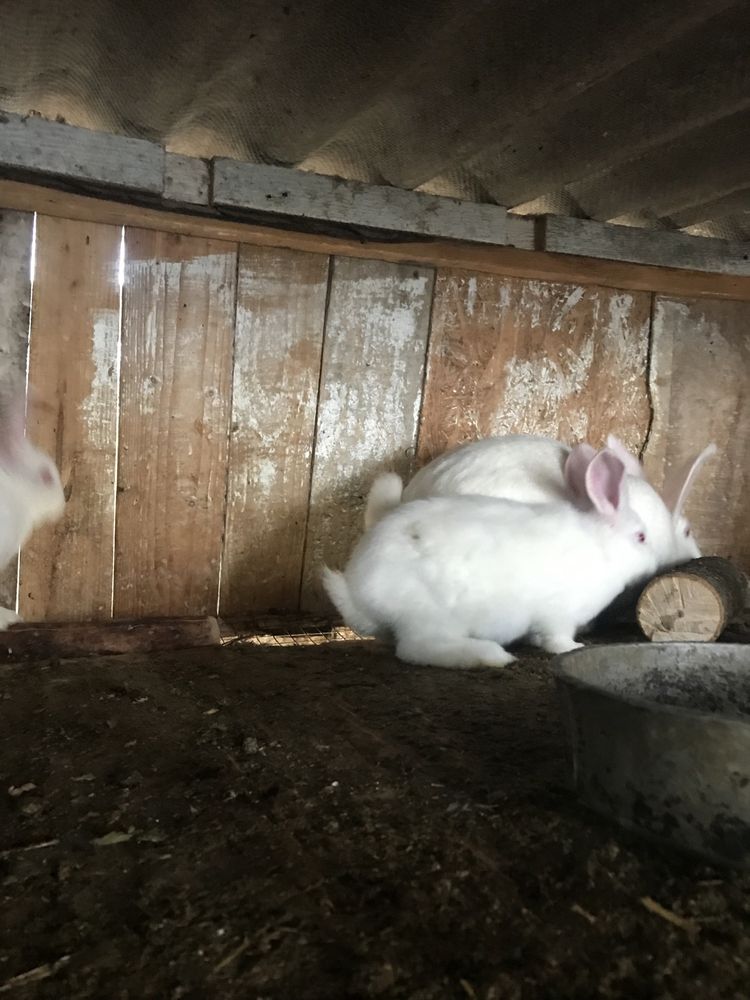 Кролики домашні, різного віку