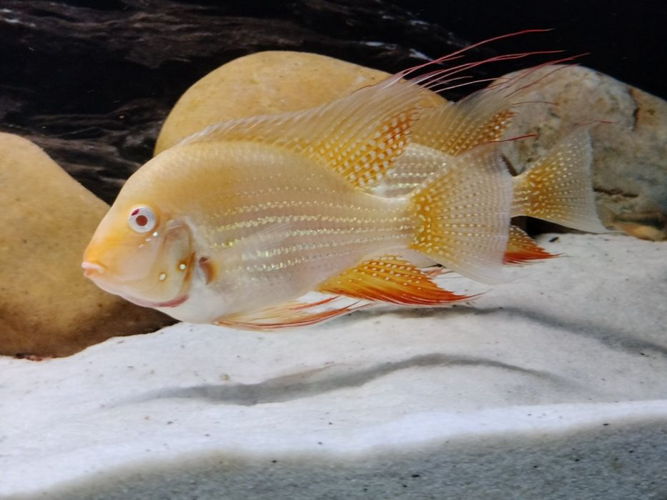 HECKELII ALBINO-Acarichthys adultos
