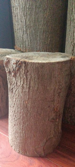 Pieńki drewniane zestaw