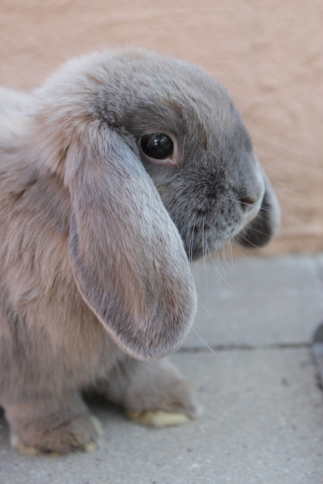 Coelhos anões mini Lop holand, KIT completo