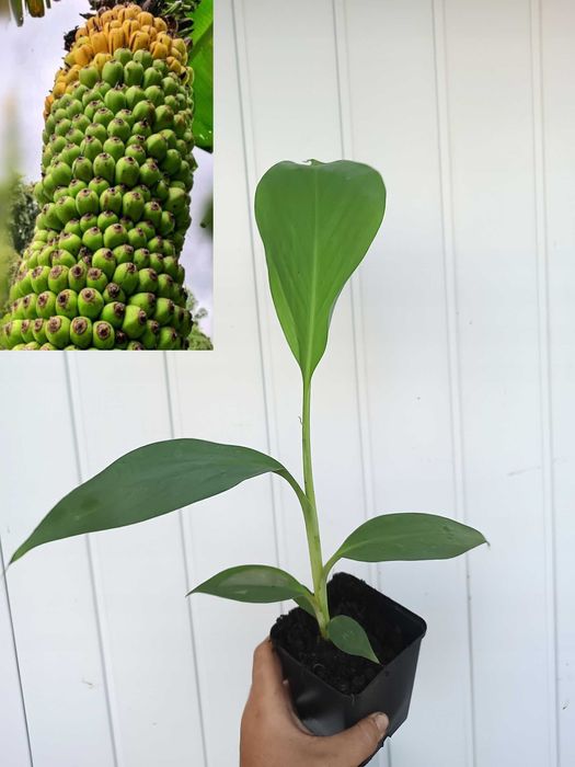 Bananowiec Musa Thousand Fingers sadzonka P7 banan 40cm