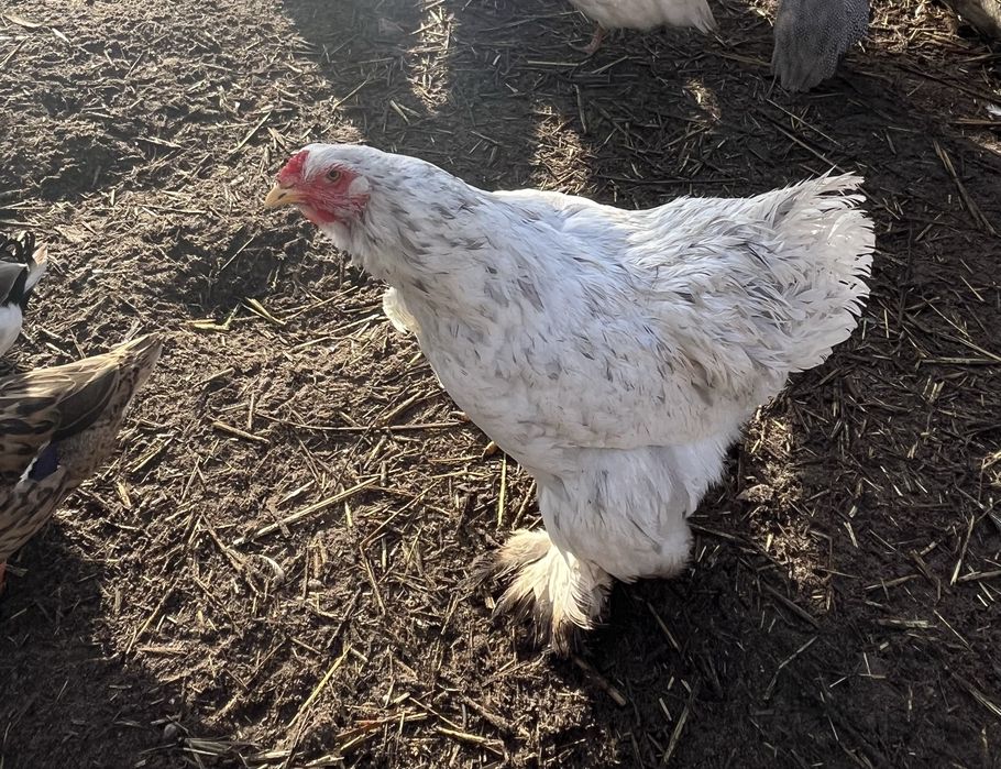 Duas femeas brahma splash