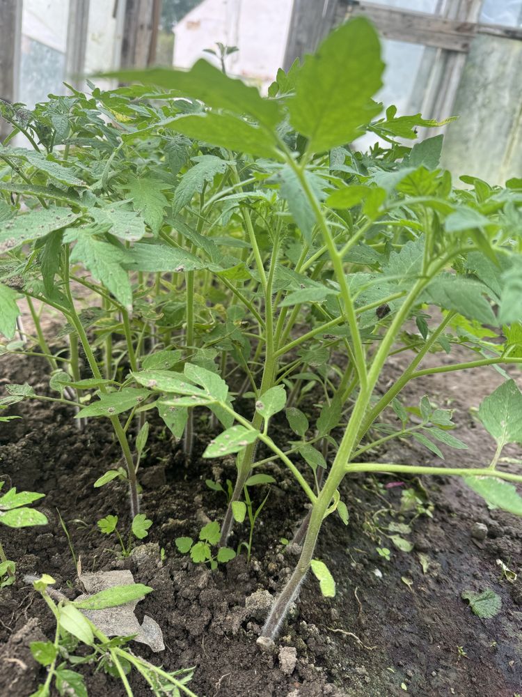 Sadzonki pomidorów Malinówki  Bawole Serca