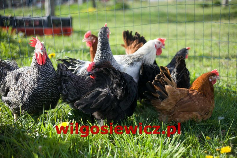 Kurki odchowane Rosa dowóz Gratis
