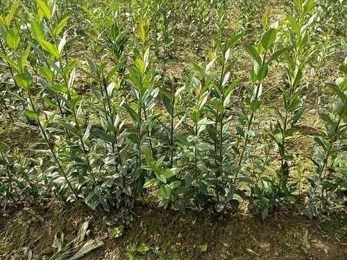 Ligustr pospolity Pakiet 50 szt. 40-60 cm. wysyłka