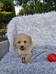 Śliczna suczka Maltipoo