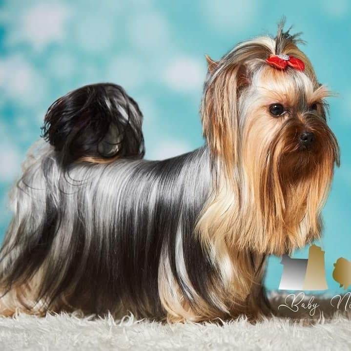 Yorkshire terrier Zkwp/FCI