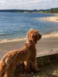 Goldendoodle F1b Medium - 08.25 (Badania genetyczne)