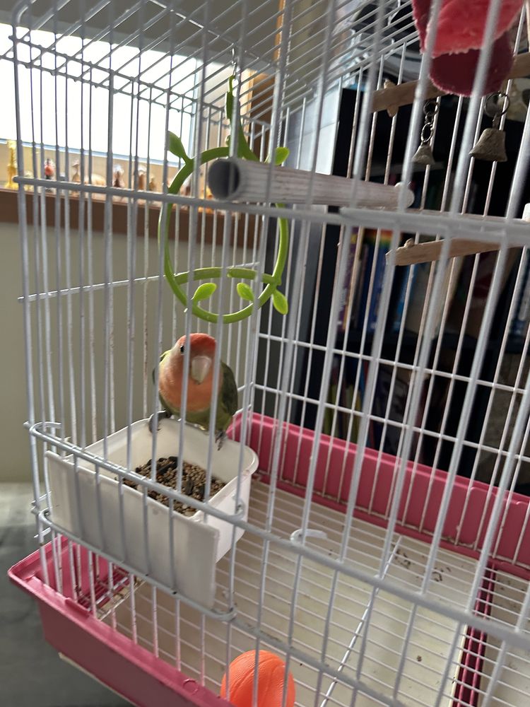 Gaiola com suporte