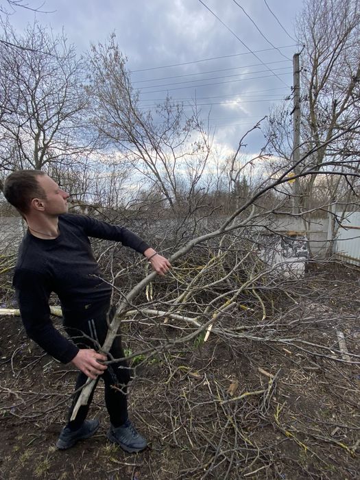Професійне зрізання дерев