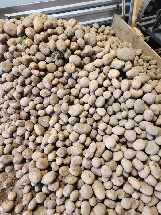 Ziemniaki Jurek i Ignacy 15kg