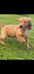 Golden retriever piesek