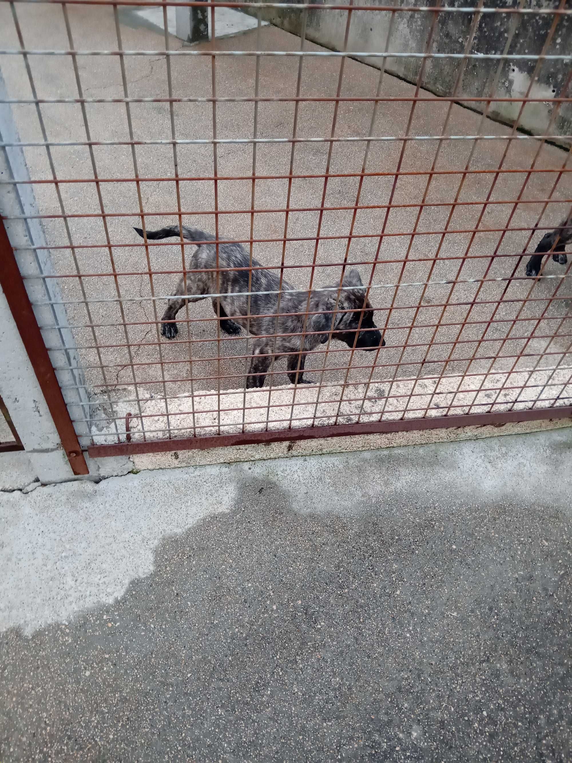 Cachorros castro laboreiro