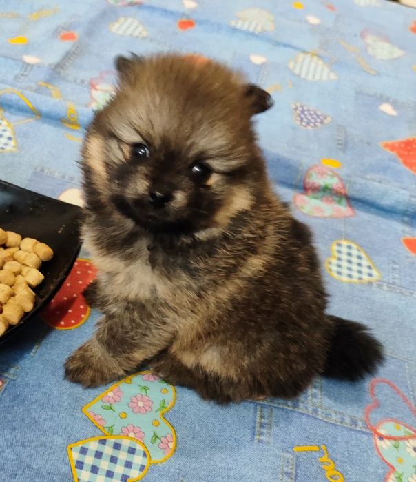 Померанський шпіц - хлопчик та дівчинка