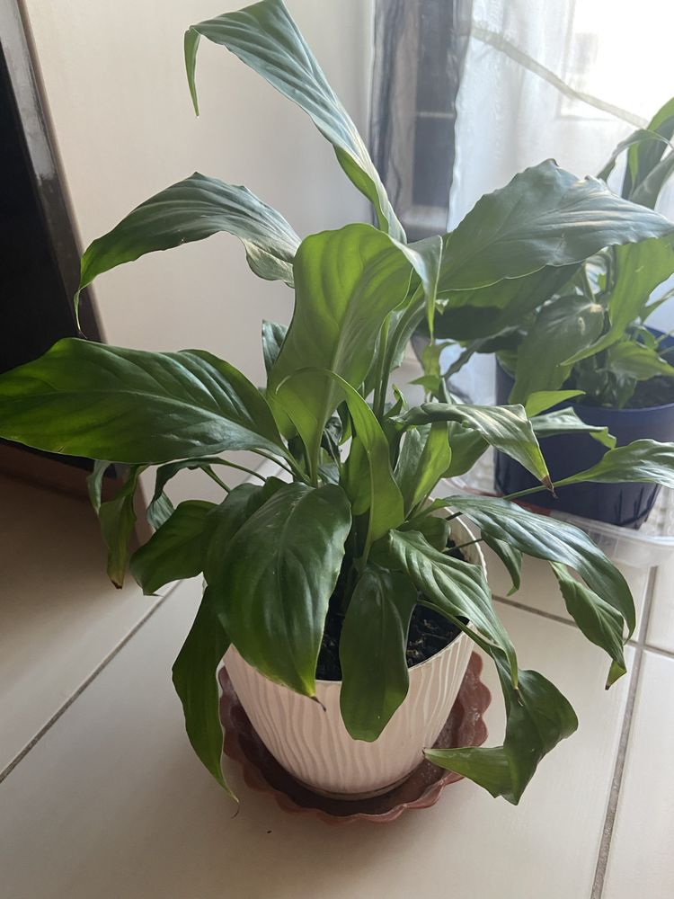 Skrzydlokwiat  Spathiphyllum Kwiatek doniczkowy