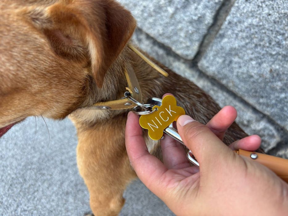 Cão caramelo para adoção