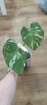 Monstera Thai Constellation