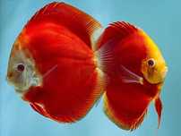 Discus Super Red Melon 12-14cm - Grade A