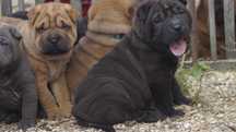 Piekny Szczeniak Shar Pei z rodowodem,  rodzice importowani FCI.