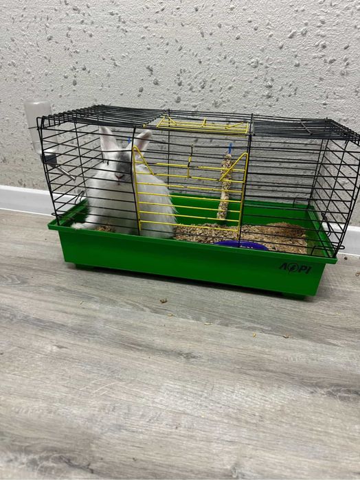 Продам декоративного кролика