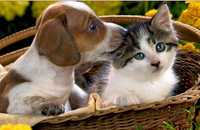 Домашняя передержка собак  и кошек