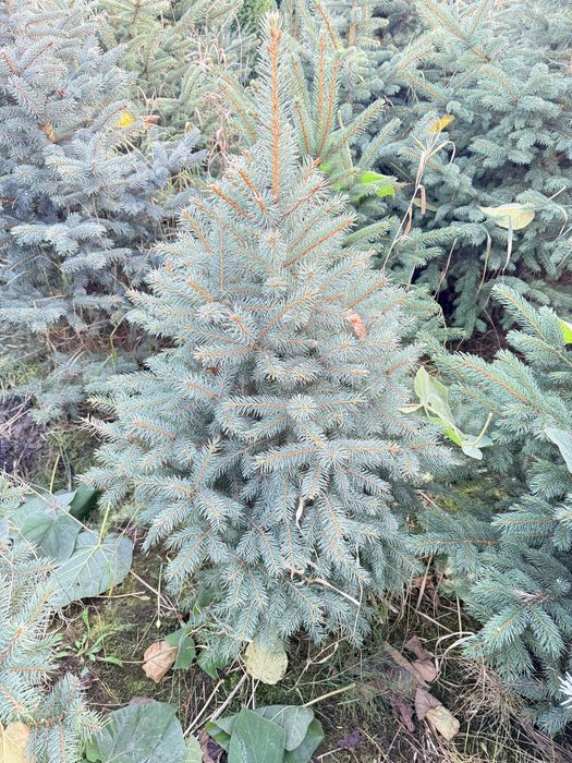 Ялинка блакитна