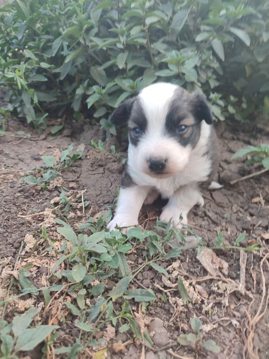 Відаємо цуценя  хлопчика