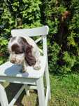 Cocker spaniel angielski śliczny szczeniaczek do odbioru
