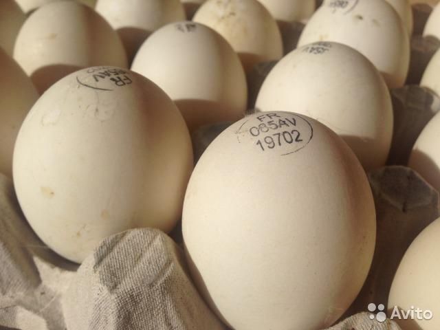 Инкубационные яйца  мясояичные  бройлера маркерованные