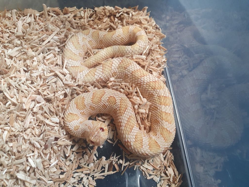 Heterodon zachodni samiec albino conda